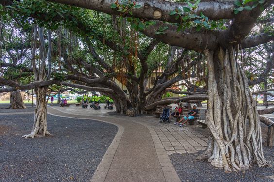 Lahaina Town