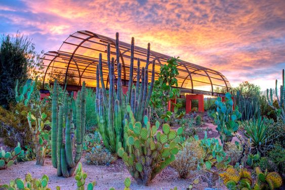 The Desert Botanical Garden