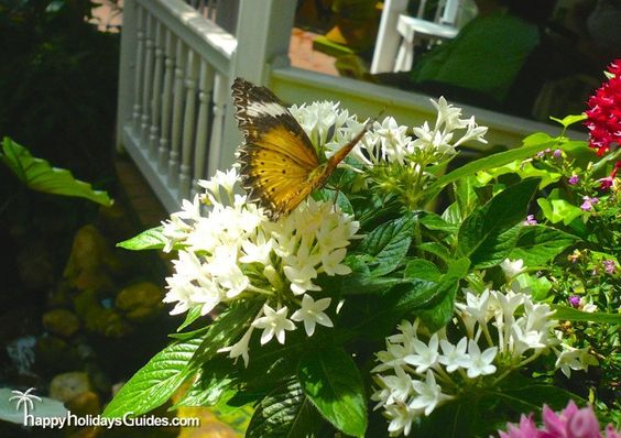 key west butterfly and nature conservatory